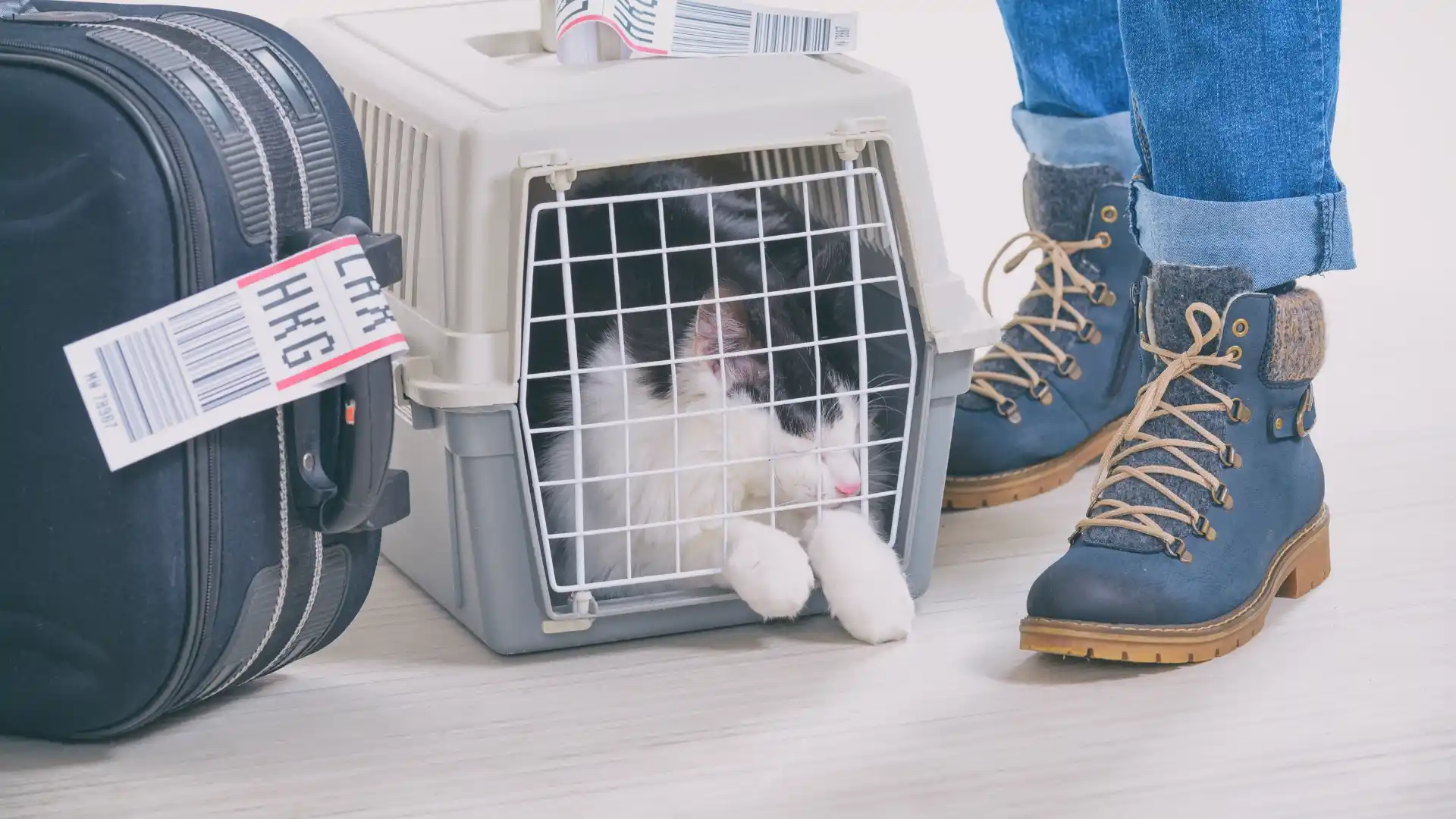 Breeze Airways Pet Policy
