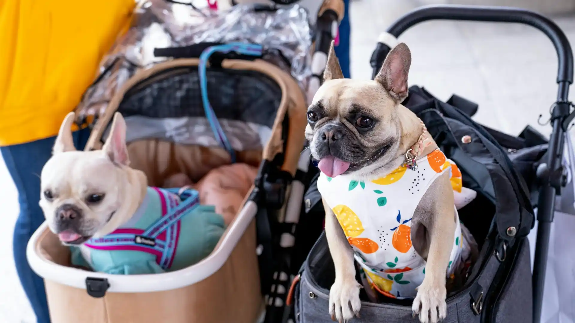Emirates Airlines Pet Policy