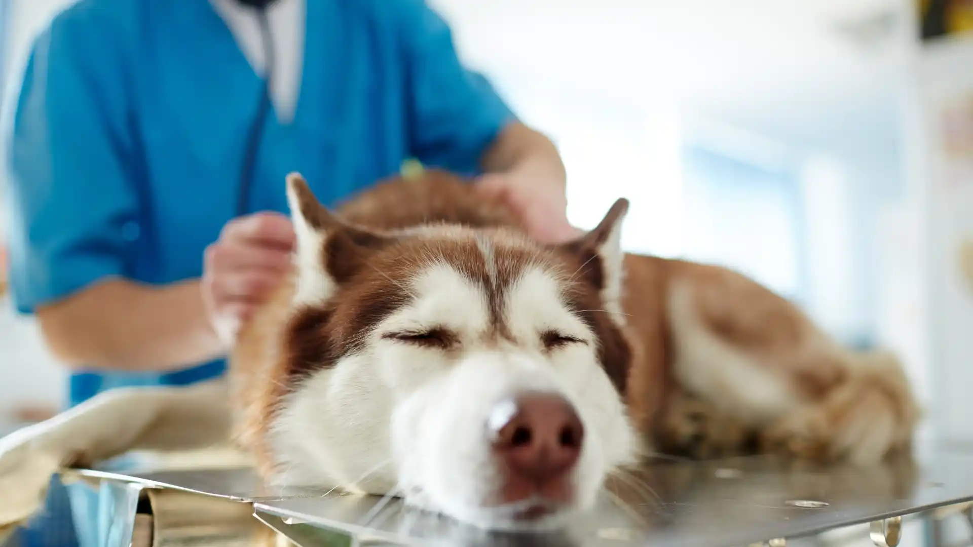 Indigo Airlines Pet Policy