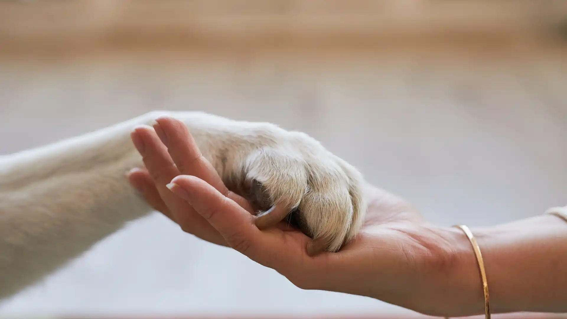JSX Airlines Pet Policy