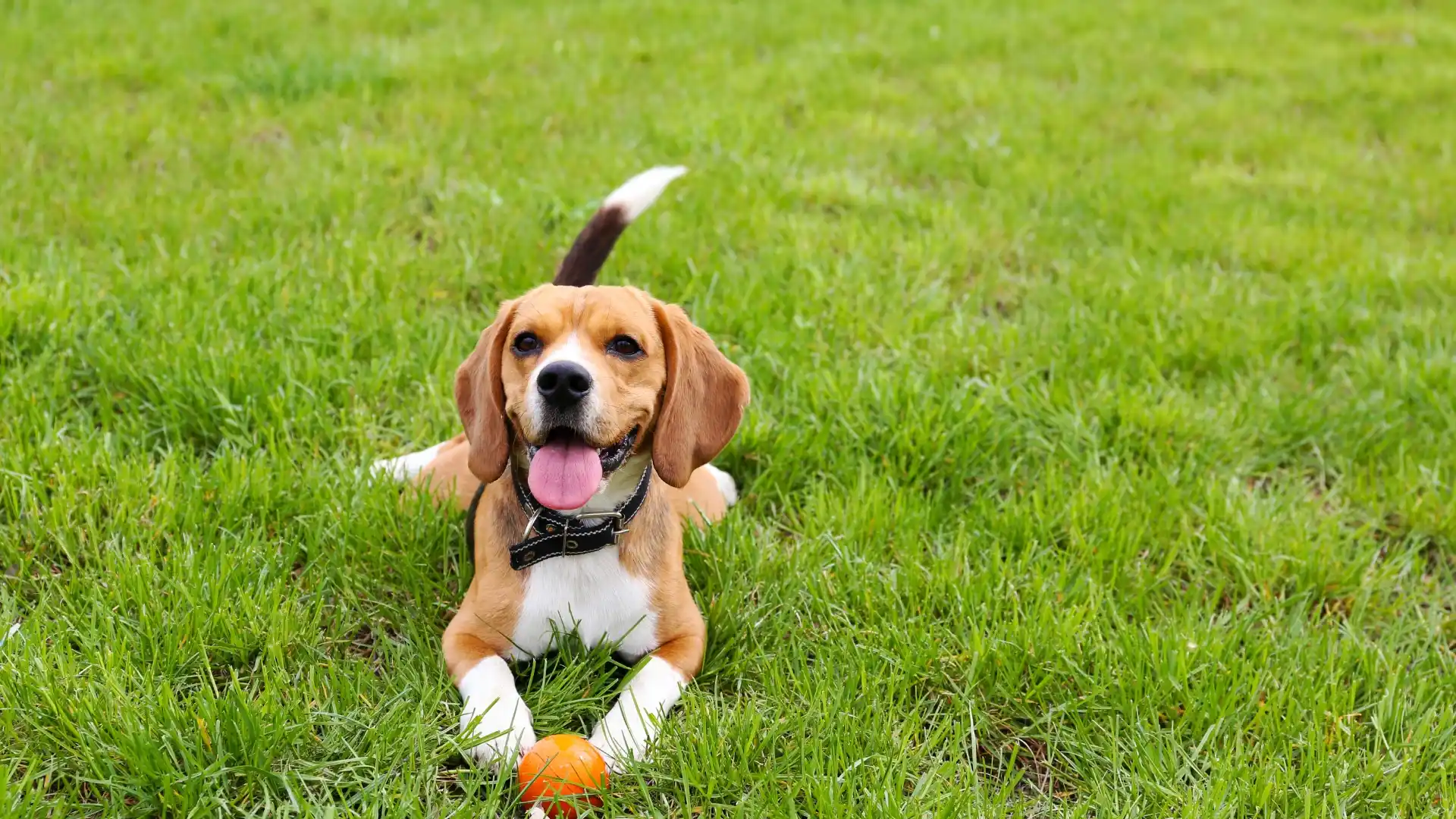 Philippine Airlines Pet Policy