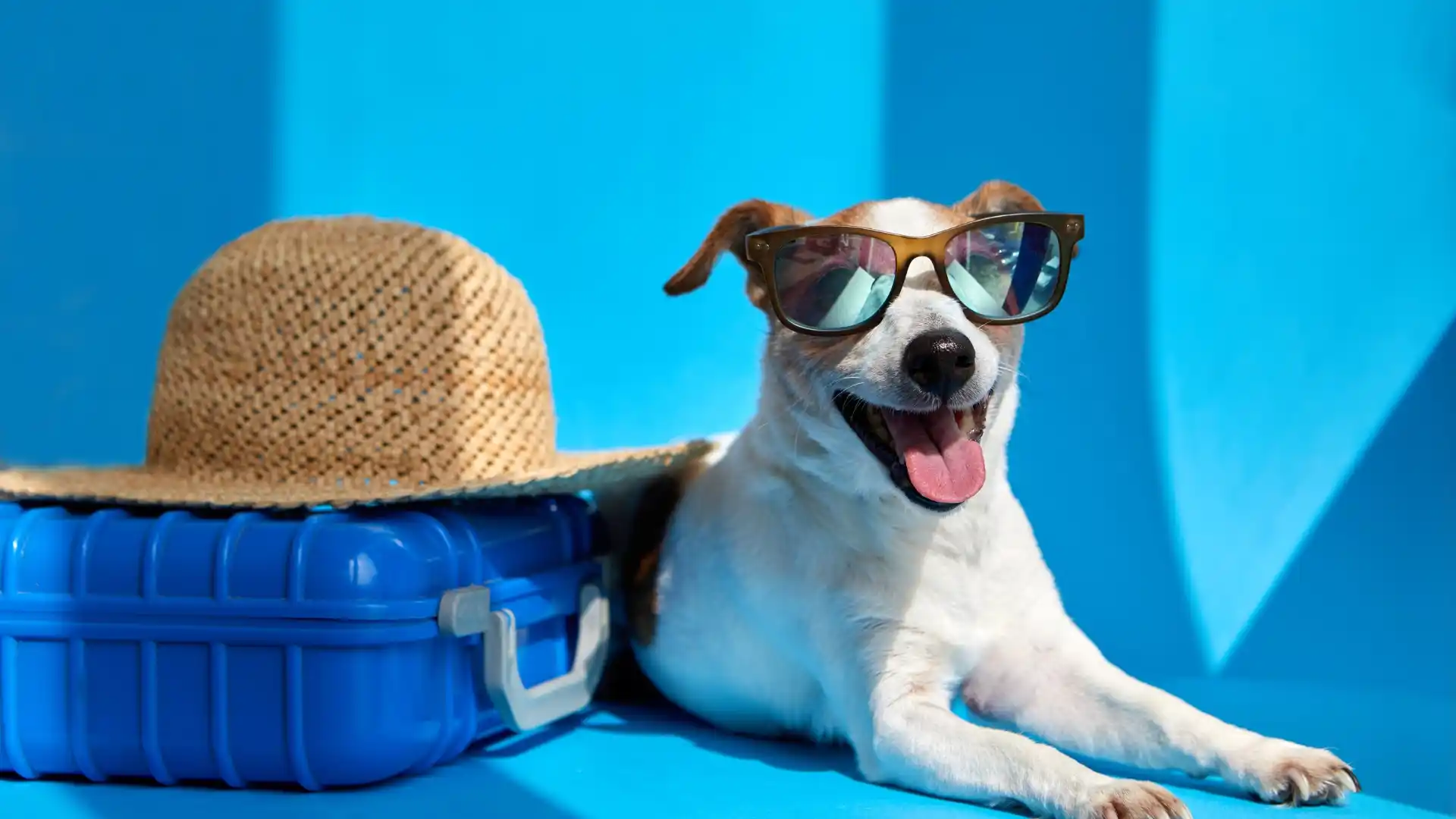 Spirit Airlines Pet Policy