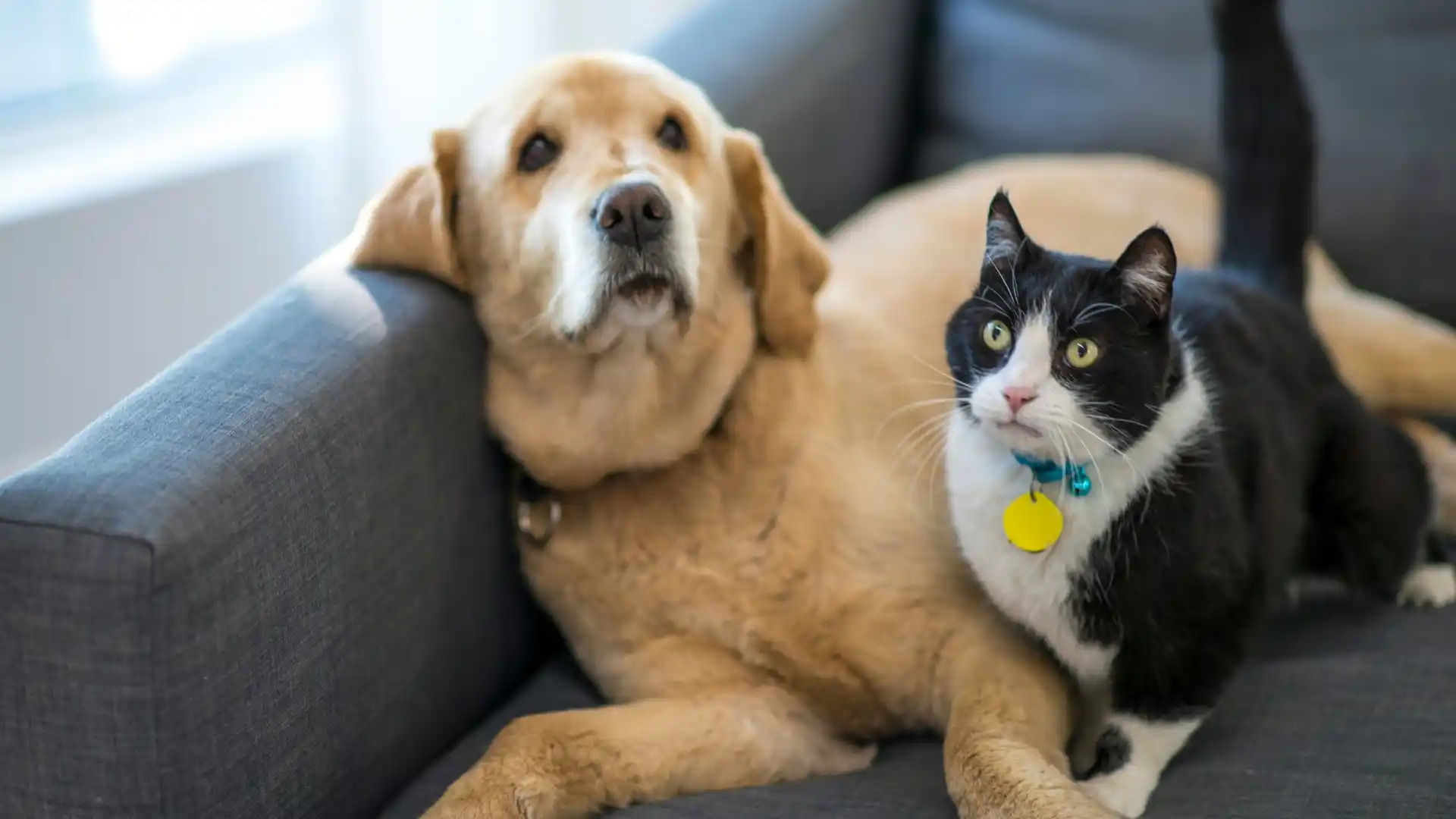 United Airlines Pet Policy
