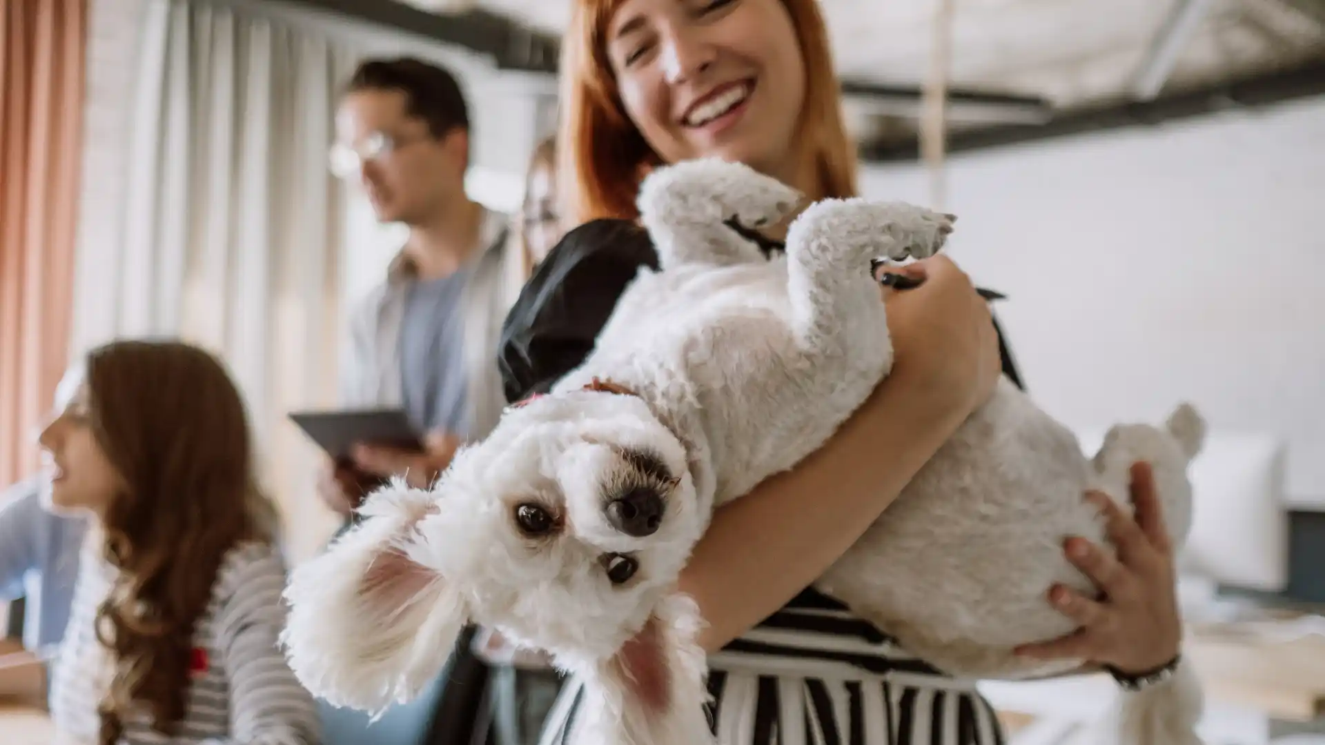 Westjet Pet Policy