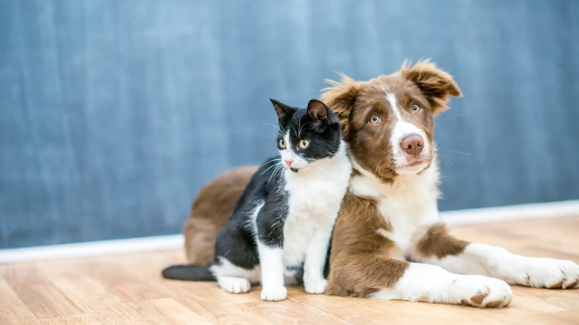 Wizz Air Pet Policy